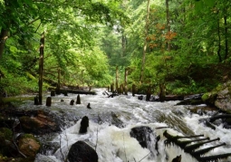 Rivers of the Drawieński National Park