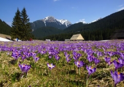 Chochołowska Valley - Tatra National Park