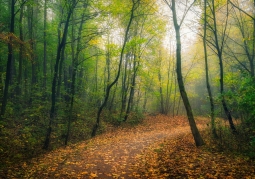 Forest Path