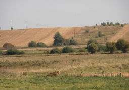 Quiet countryside, cheerful countryside ....