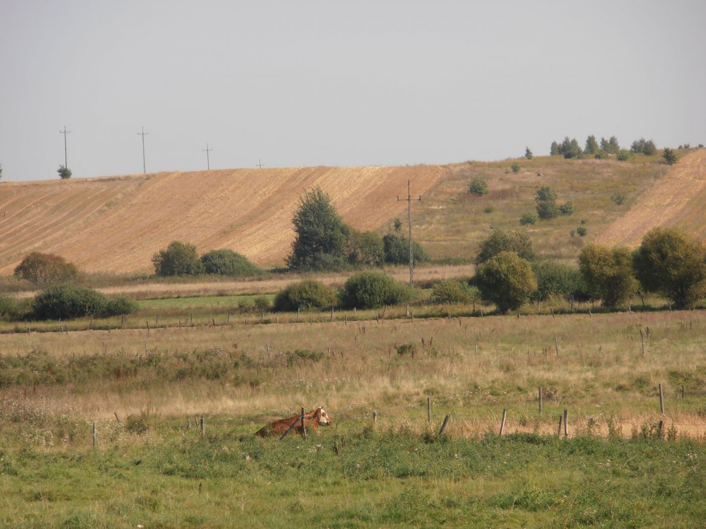 Śnieżki