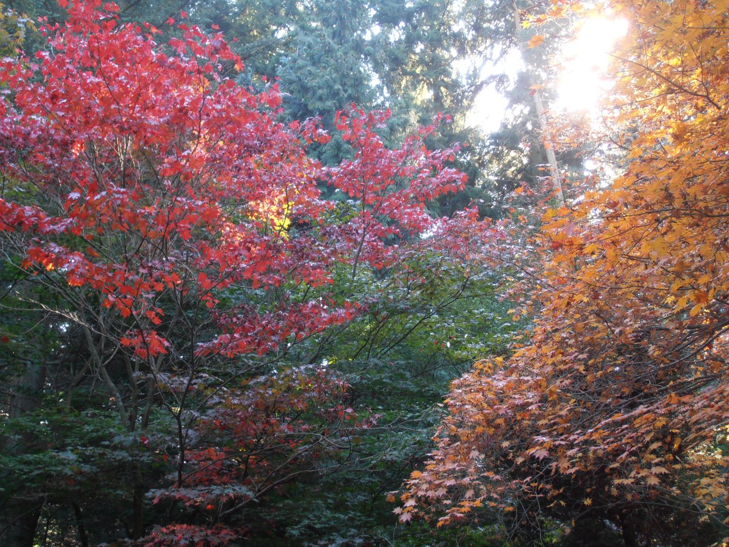 Arboretum Szkoły Głównej Gospodarstwa Wiejskiego