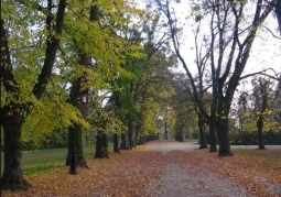 Alley in the Ciechociński Park