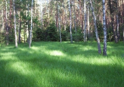 Forest in the Bolimów Landscape Park