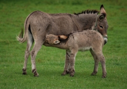 Wild Animals Park prof. Benedykt Dybowski