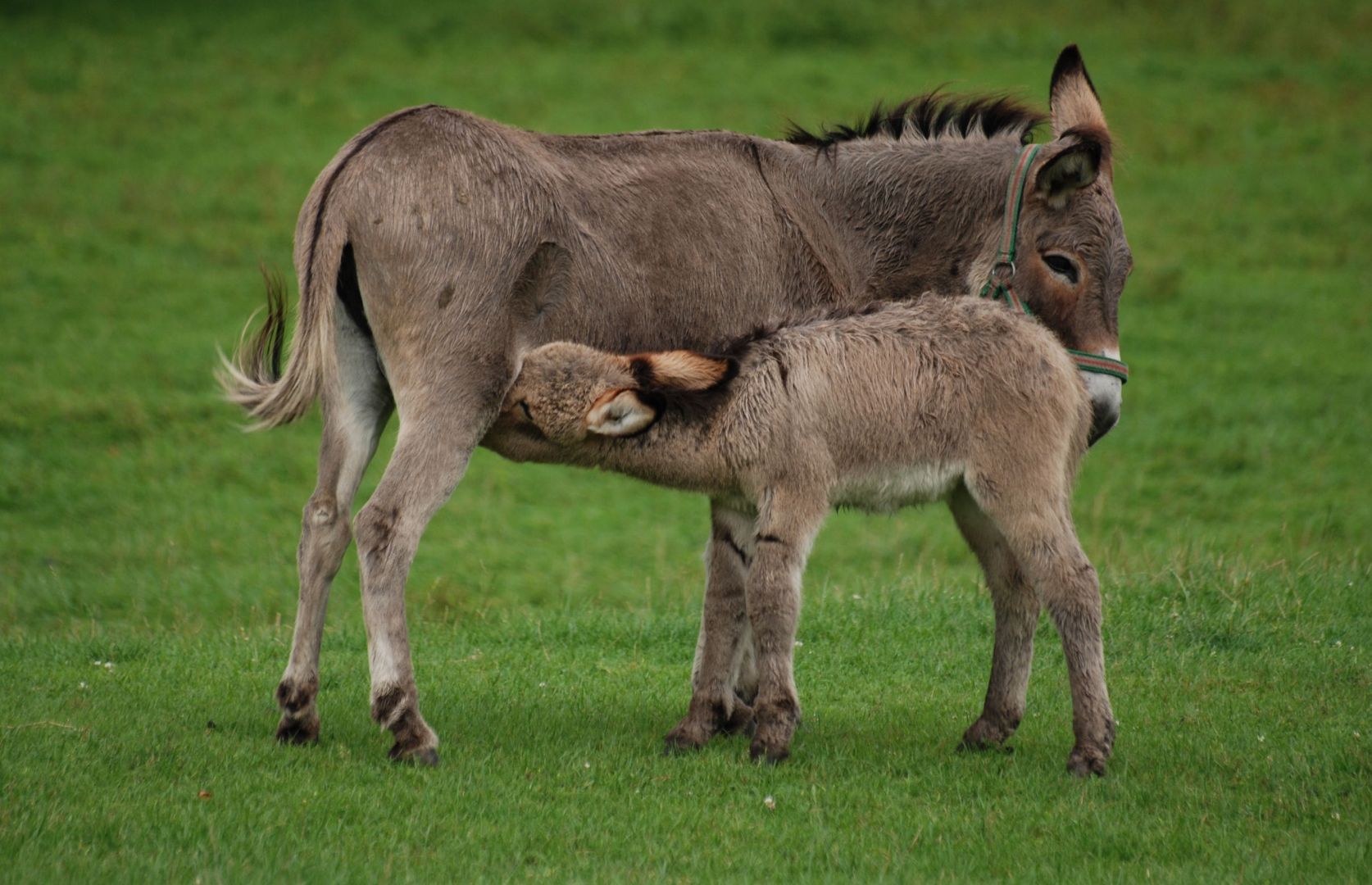 Female donkey nursing cubs