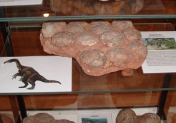 Fossilized nests of dinosaur eggs
