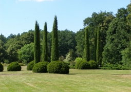 Norway spruce