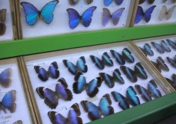 Arthropoda Butterfly Museum