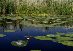 Aquatic plants in the Flower Channel