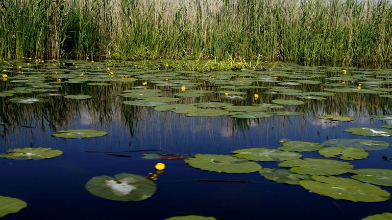 Aquatic plants in the Flower Channel
