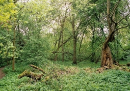 Kępa Bazarowa - Toruń