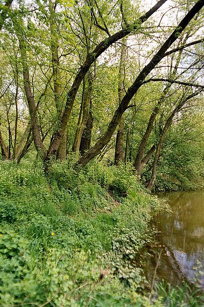 Kępa Bazarowa