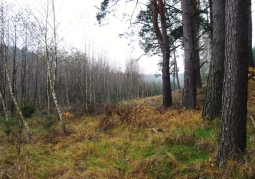 Southern part of the forest