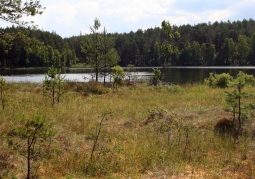 Photo: Peat bog and Wałachy lake in the background