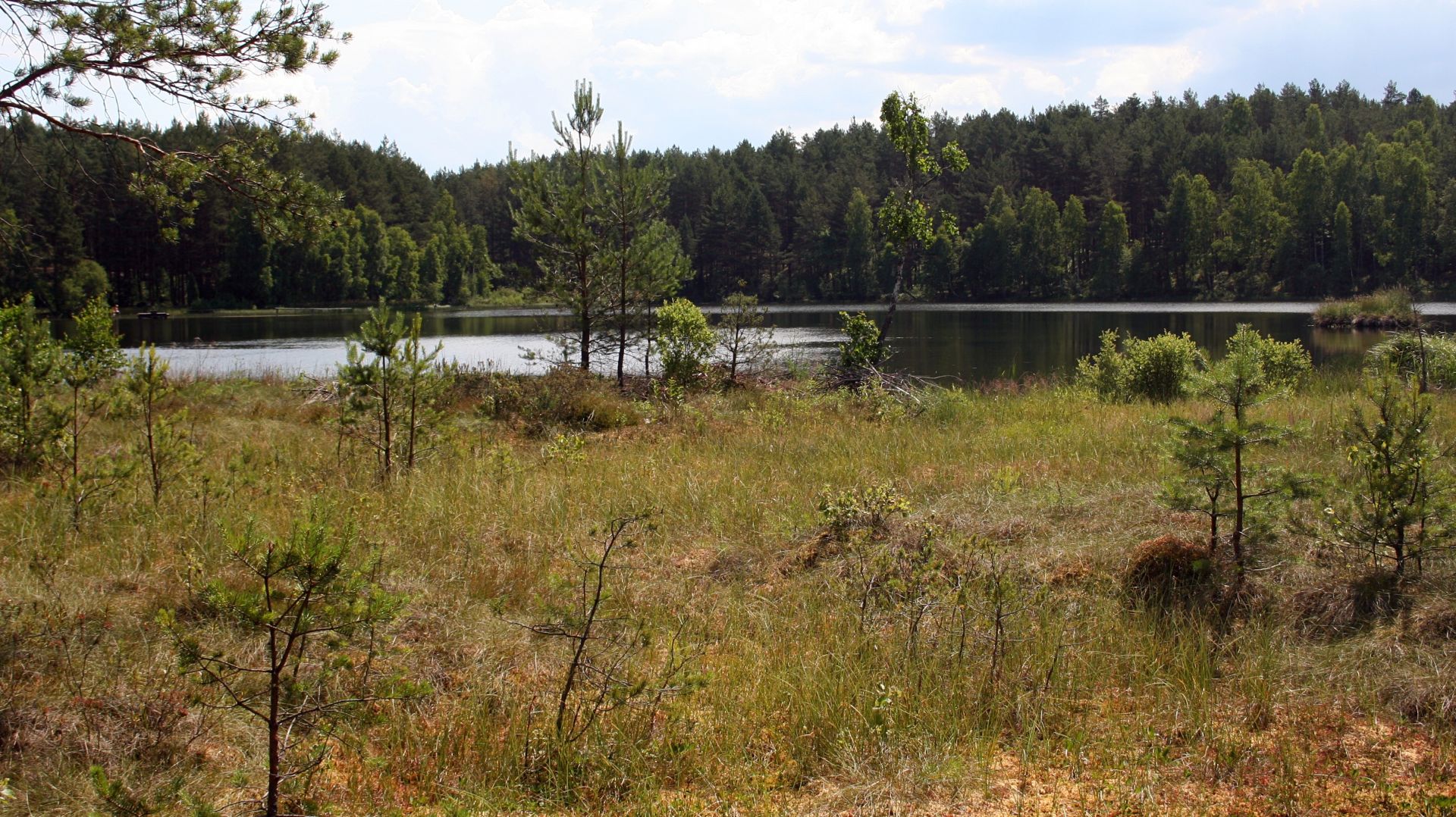 Peat bog and Wałachy lake in the background