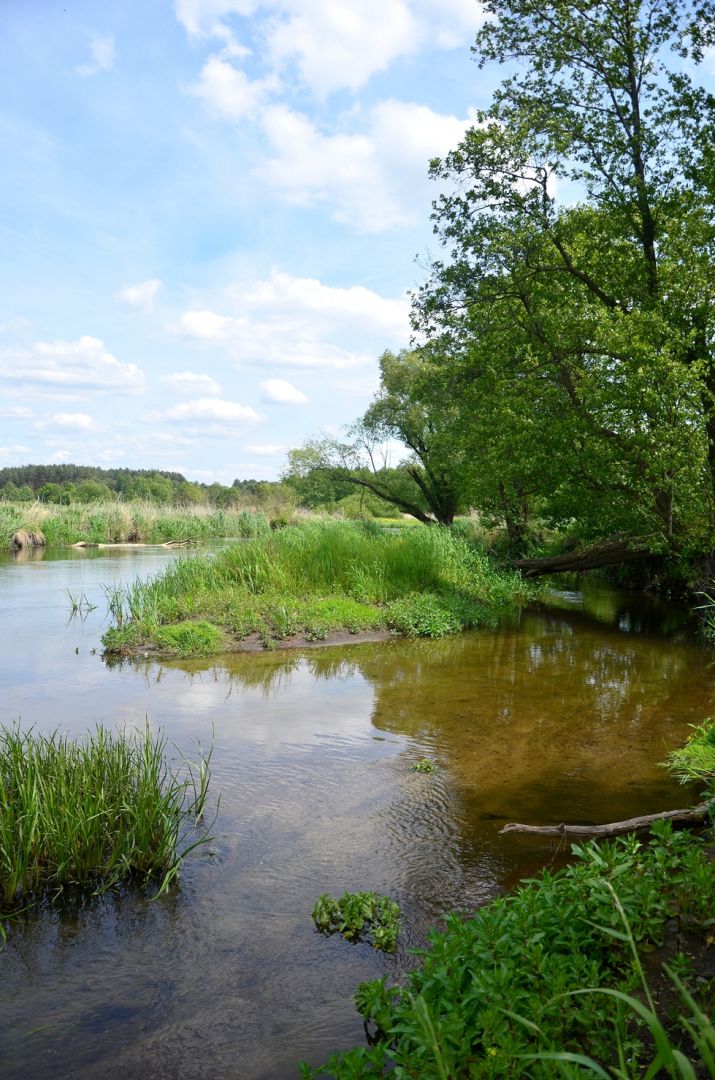 Fragment of the Drwęca Valley