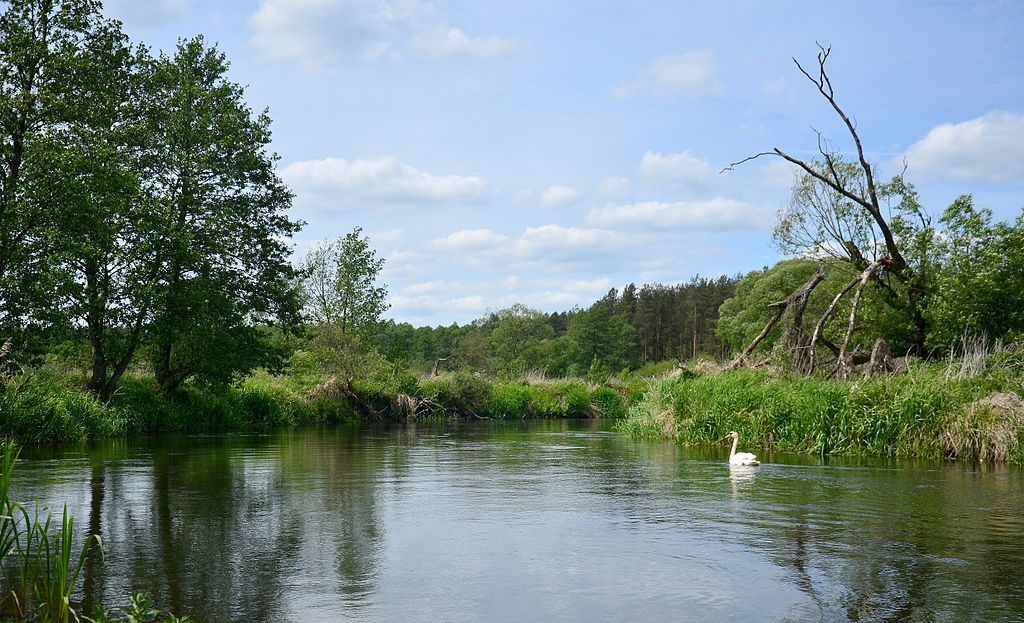 Swamp Valley Drwęca