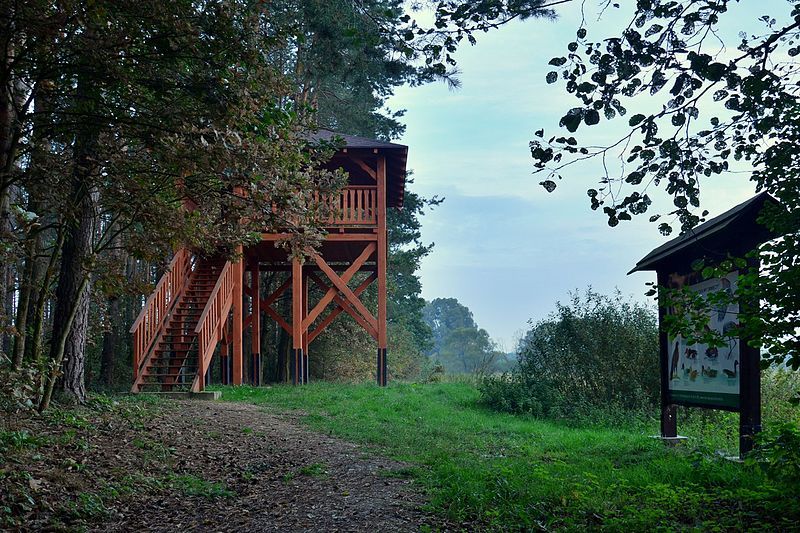 Swamp Valley Drwęca