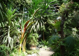 The interior of the palm house