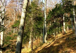 Yews in the reserve