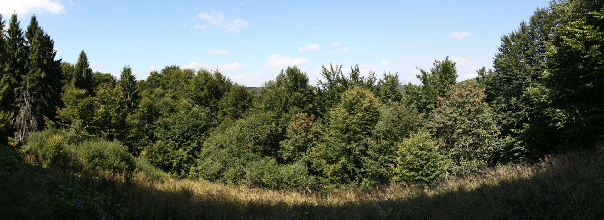 Olszyna Łęgowa Nature Reserve in Kalnica