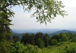 Buczyna Nature Reserve in Wańkowa - Słonne Mountains Landscape Park
