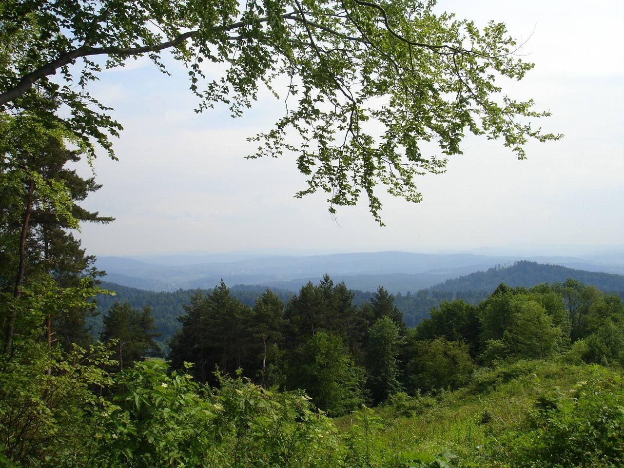 Buczyna Nature Reserve in Wańkowa