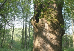 Stand in the reserve