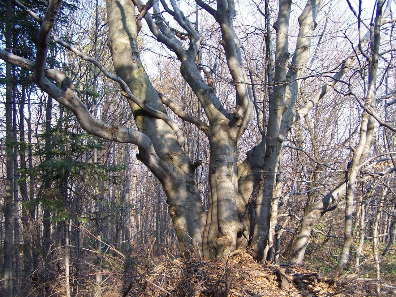 Carpathian beech forest