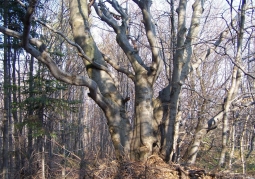 Rezerwat przyrody Dyrbek - Park Krajobrazowy Gór Słonnych