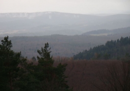 Bujne zalesienie rezerwatu