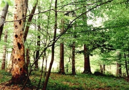 Fir and beech trees in the reserve