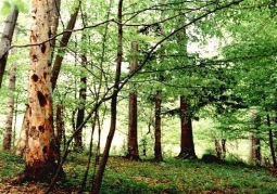 Starodrzew jodłowo-bukowy w rezerwacie