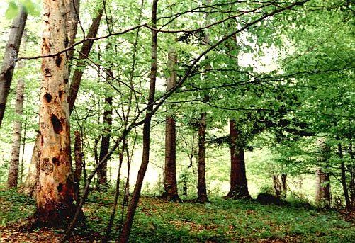 Fir and beech trees in the reserve