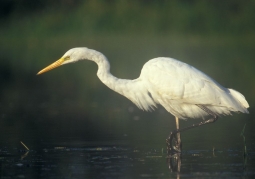 Nesting in the Czapla reserve