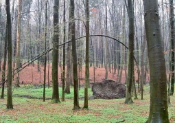 A fragment of the beech forest stand in the Wydra reserve