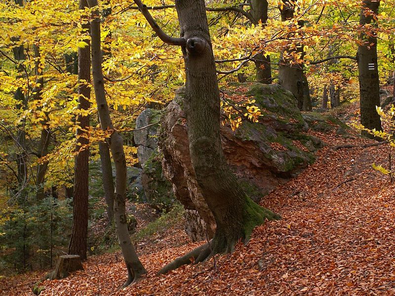 The Michniowski Natural Reserve