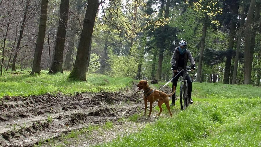 Psie zaprzęgi w warunkach bezśnieżnych - ekstremalna rozrywka z psami