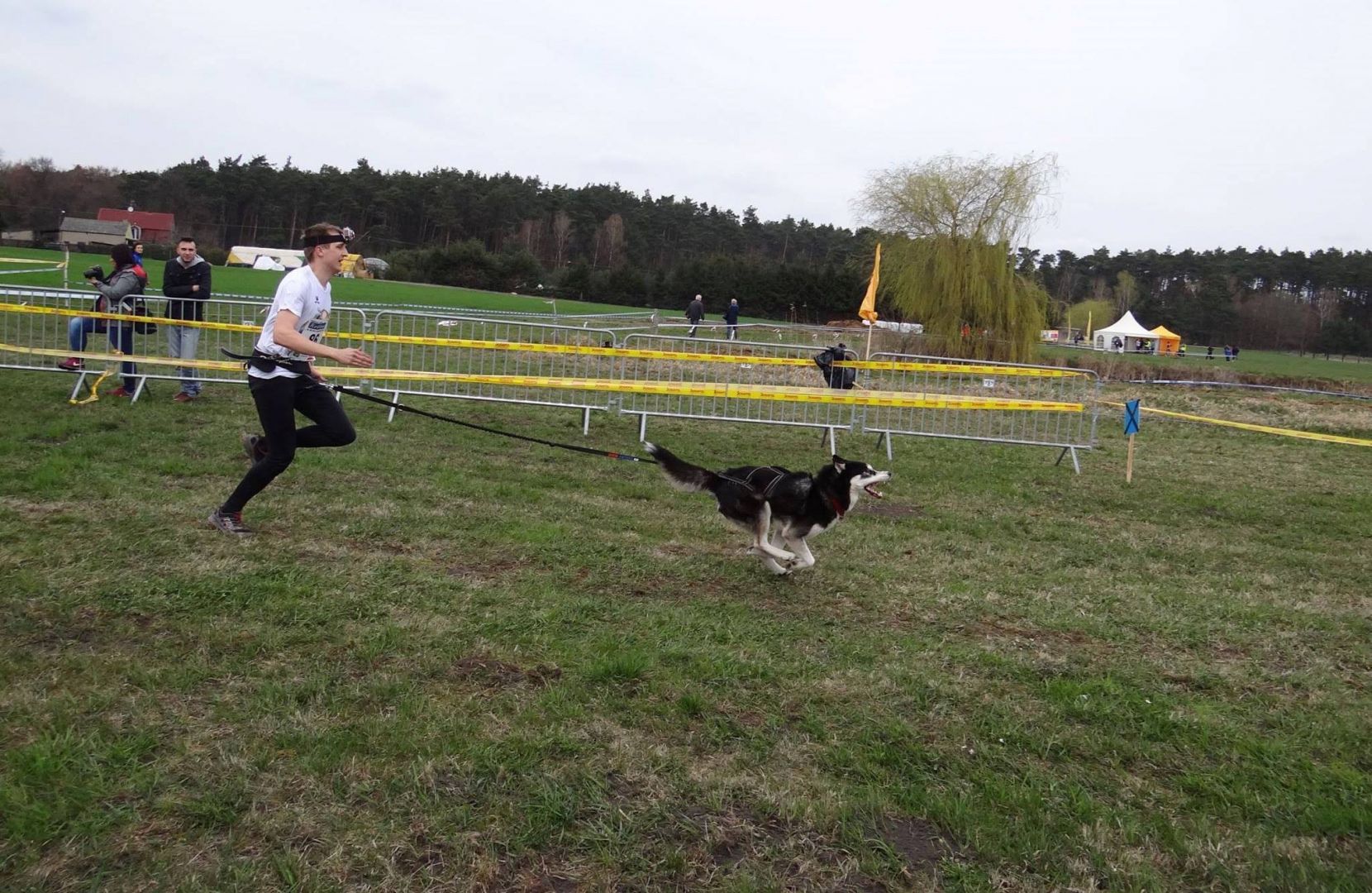 Dog sledding in snow-free conditions - extreme entertainment with dogs