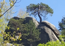 Drzewo wśród skał