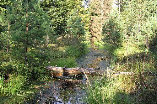 Kurze Grzędy Nature Reserve