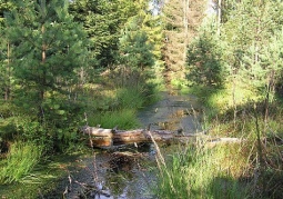 Kurze Grzędy Nature Reserve - Kashubian Landscape Park