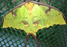 Museum of Live Butterflies - Old Town