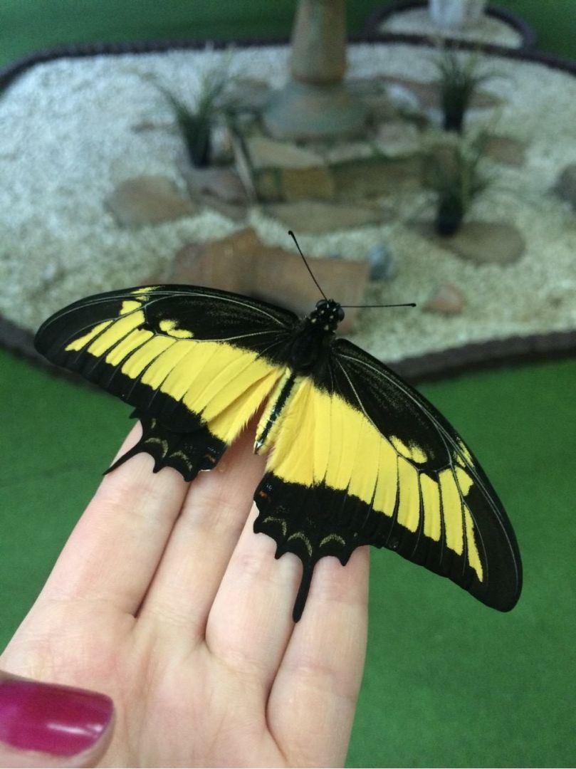 Muzeum Żywych Motyli