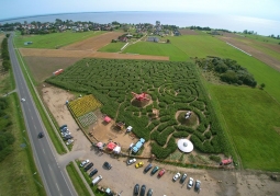 Corn Field Maze