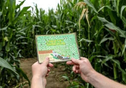 Corn Field Maze - Swarzewo
