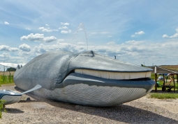 Whale Park - Rewal