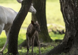 Roe deer in the yard