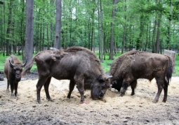 Bison in the yard